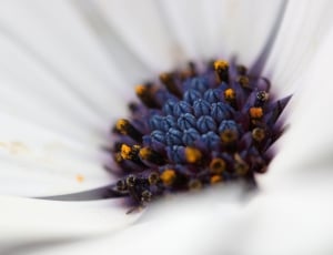 white petaled flower with blue black and orange pollen thumbnail