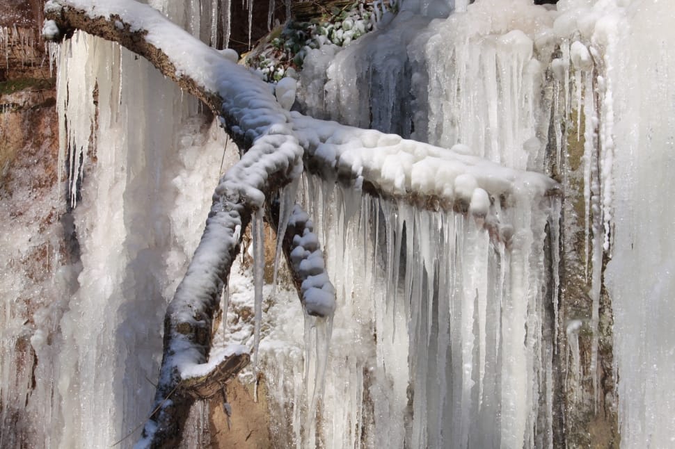 stalactites on tree branch preview