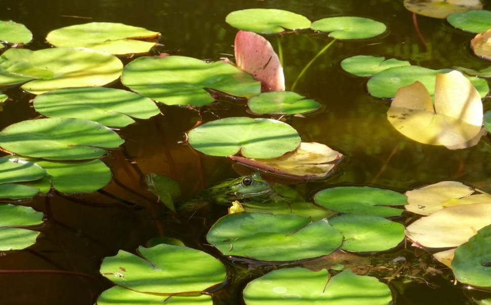 Water, Water Lilies, Water Lily, Frog, leaf, water preview