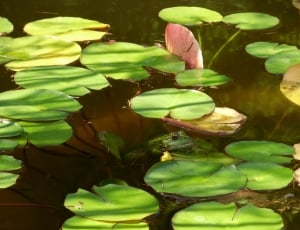 Water, Water Lilies, Water Lily, Frog, leaf, water thumbnail