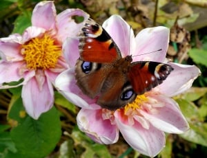 Peacock Butterfly, Insect, Butterfly, insect, flower thumbnail
