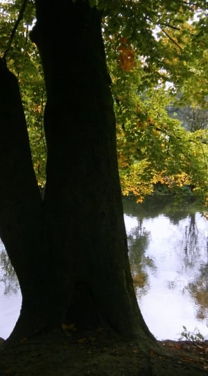 silhouette of tree trunk near river thumbnail