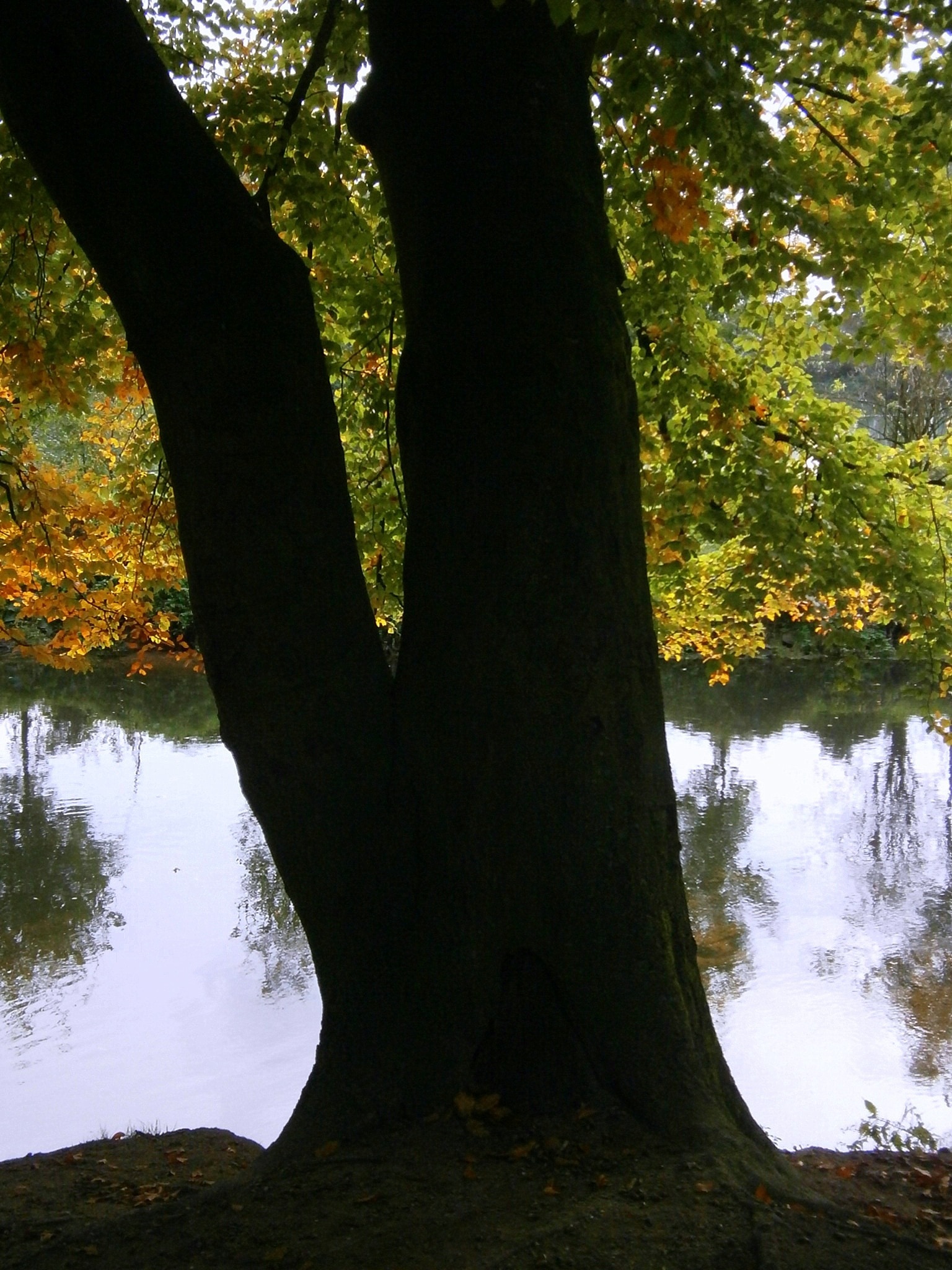 silhouette of tree trunk near river