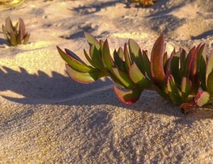 red and green succulents thumbnail