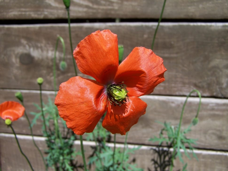 red flower beside brown wooden fence preview