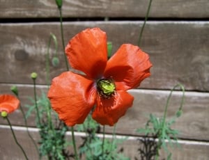 red flower beside brown wooden fence thumbnail