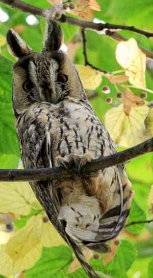 white and gray owl thumbnail