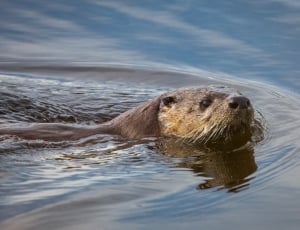 brown otter thumbnail