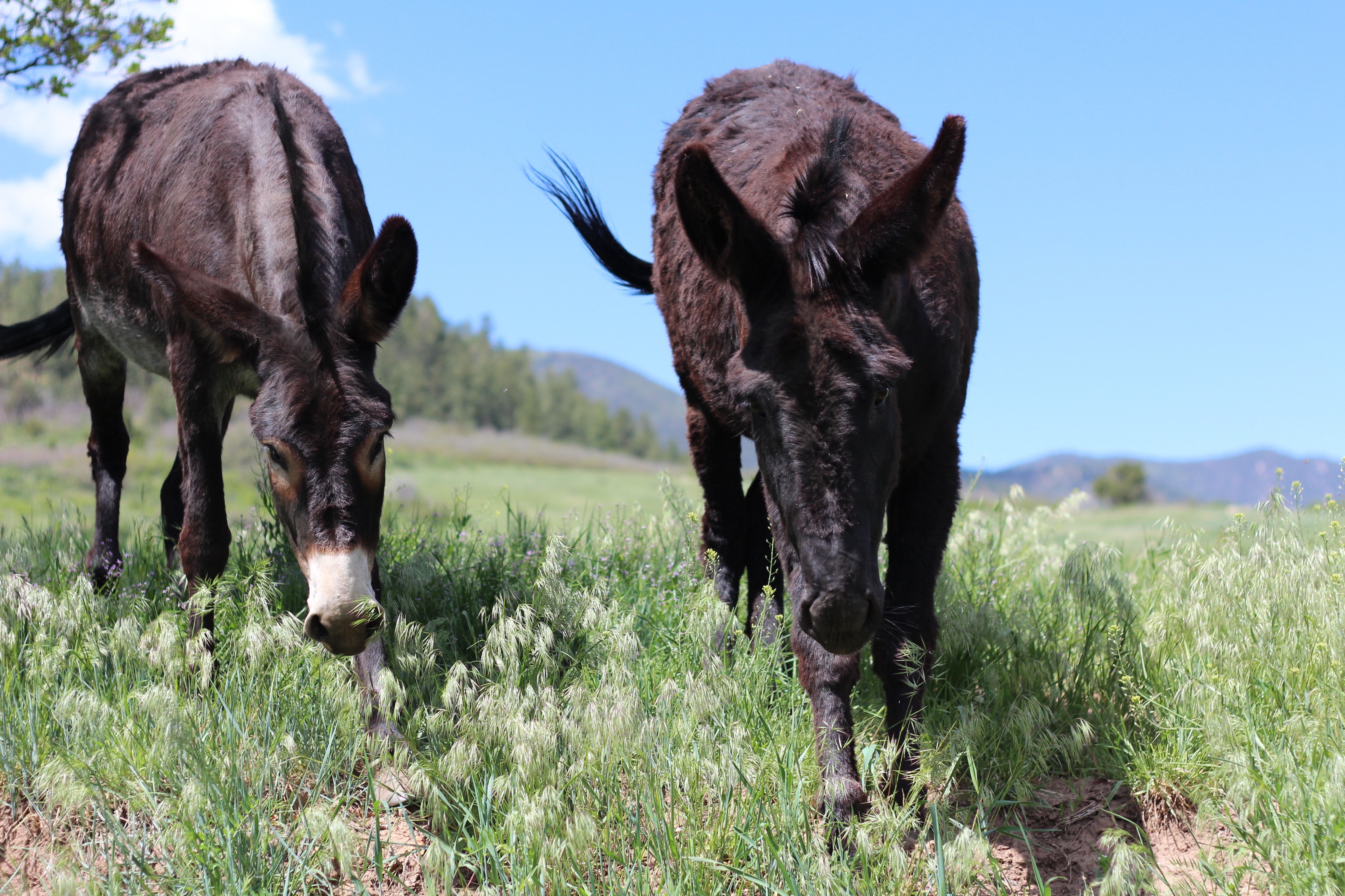 two brown Donkeys
