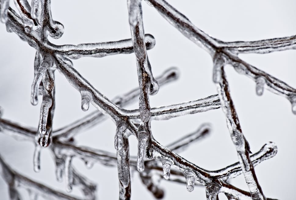macro photography of frozen tree branches preview