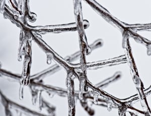 macro photography of frozen tree branches thumbnail
