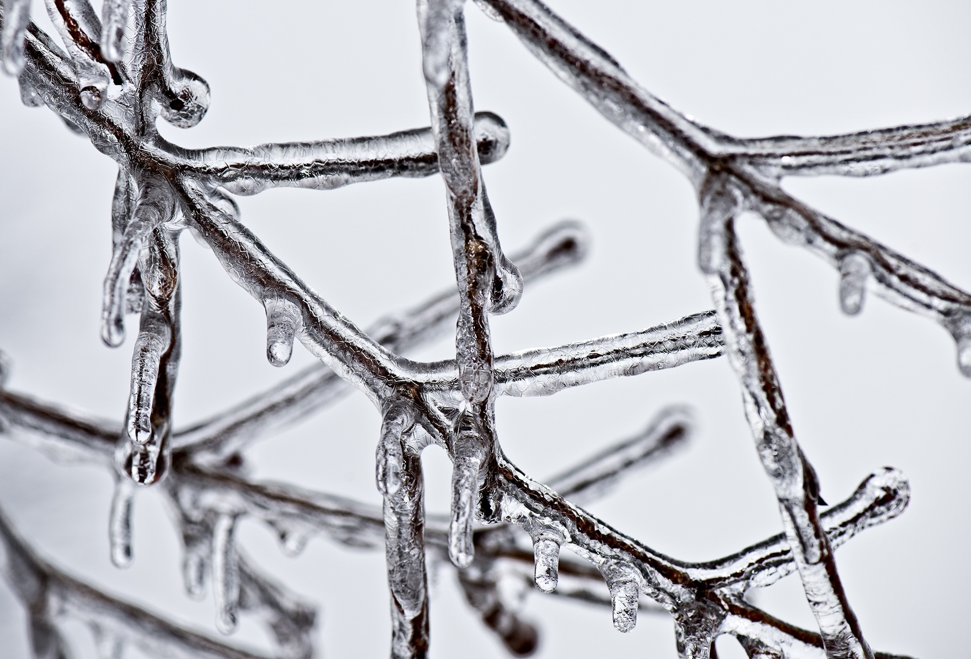 macro photography of frozen tree branches