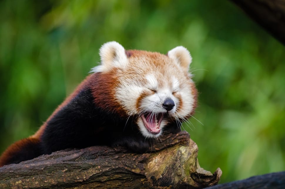 Tired red Panda preview