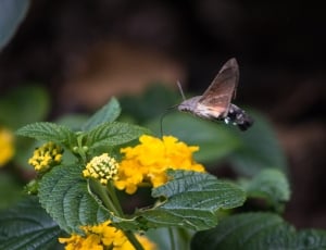 brown and black butterfly flying near yellow flowers thumbnail