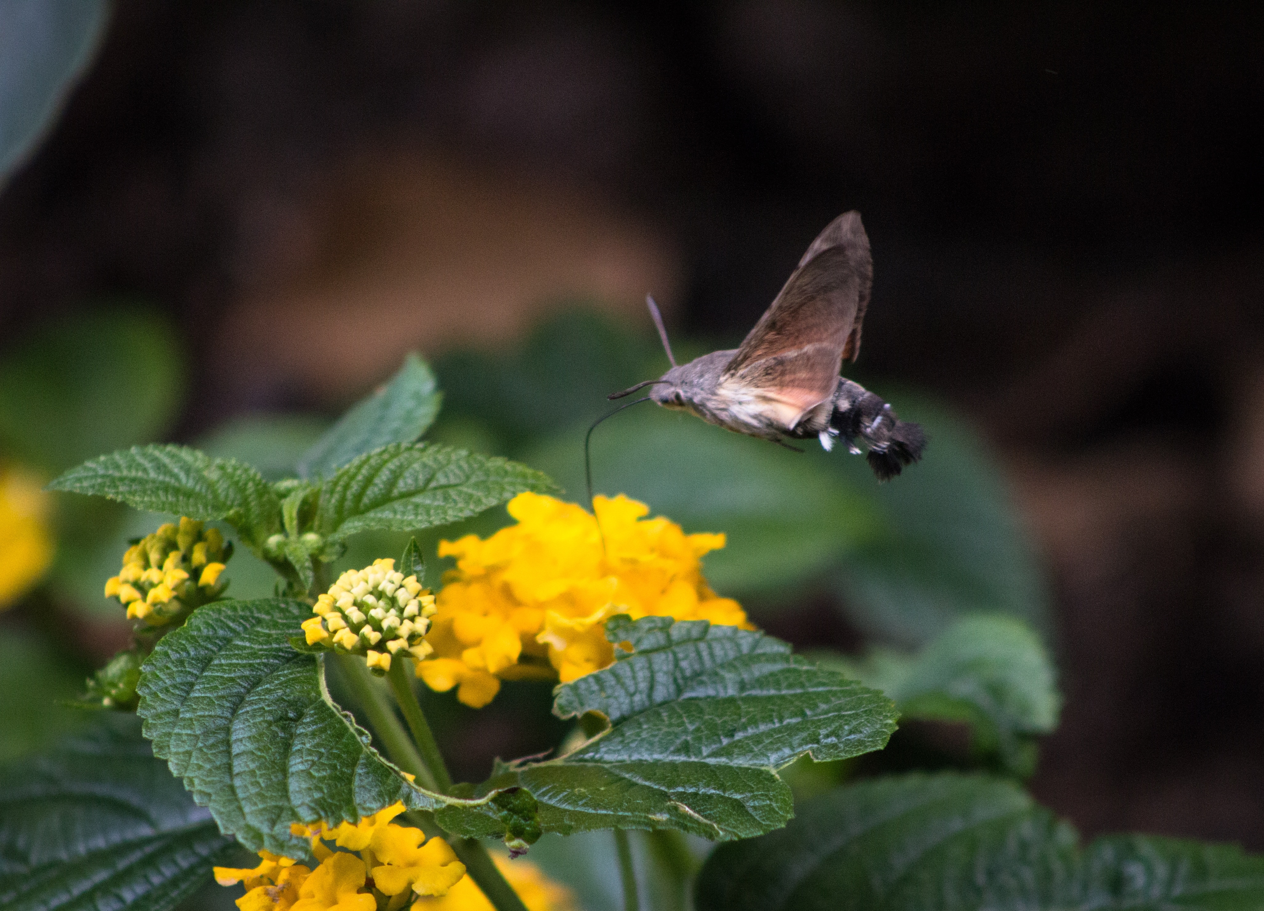 brown and black butterfly flying near yellow flowers