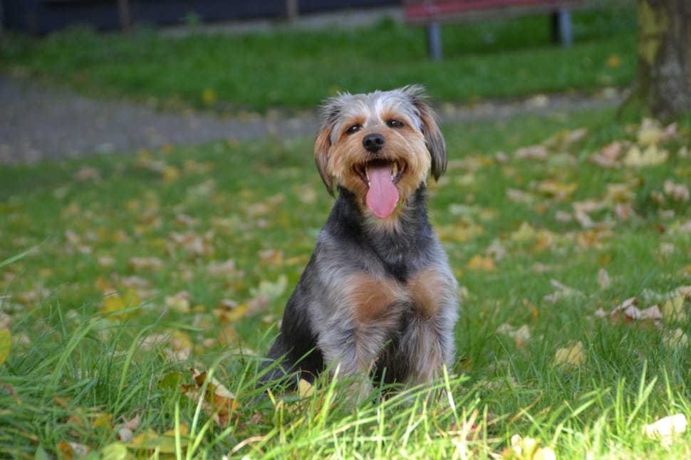 tan and black yorkshire terrier preview