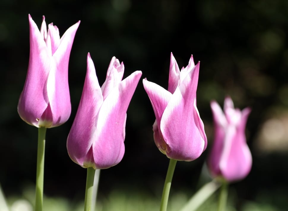 purple and white tulips preview