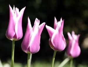 purple and white tulips thumbnail