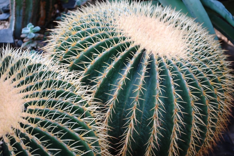 green cactus close up photography preview