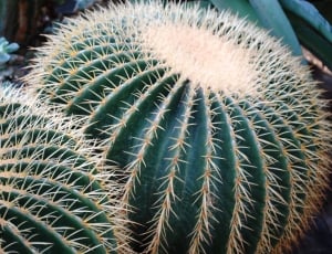 green cactus close up photography thumbnail