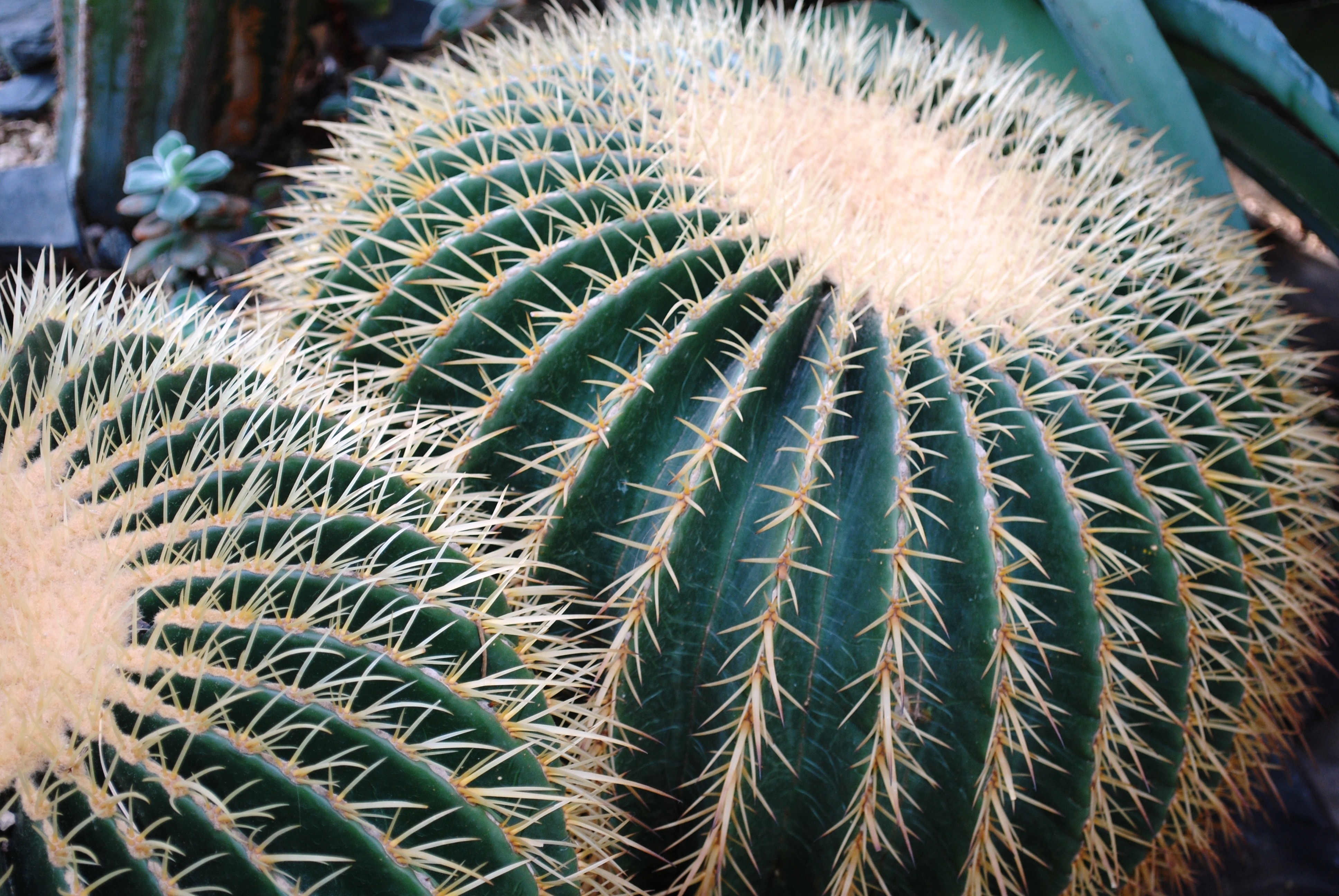 green cactus close up photography