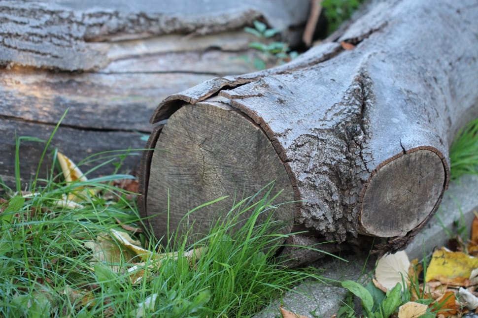 selective focus photography of three trunk preview