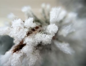 Snow Tree Buds thumbnail