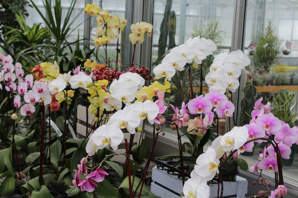 assorted orchids flower plant preview