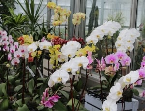 assorted orchids flower plant thumbnail