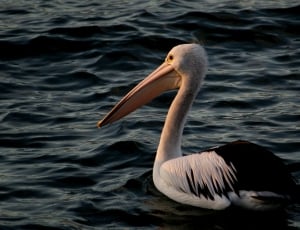 Sunset pelican thumbnail