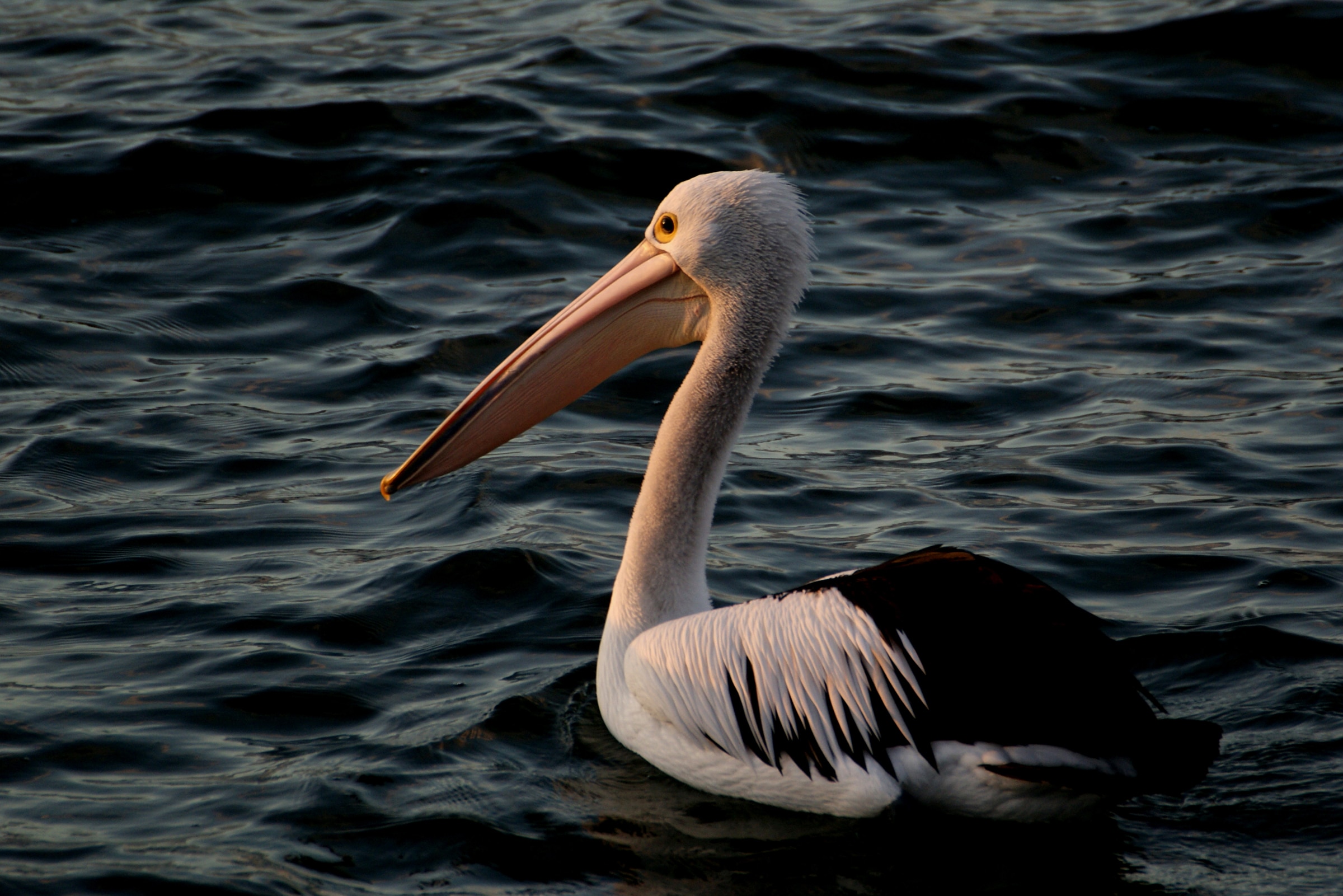 Sunset pelican