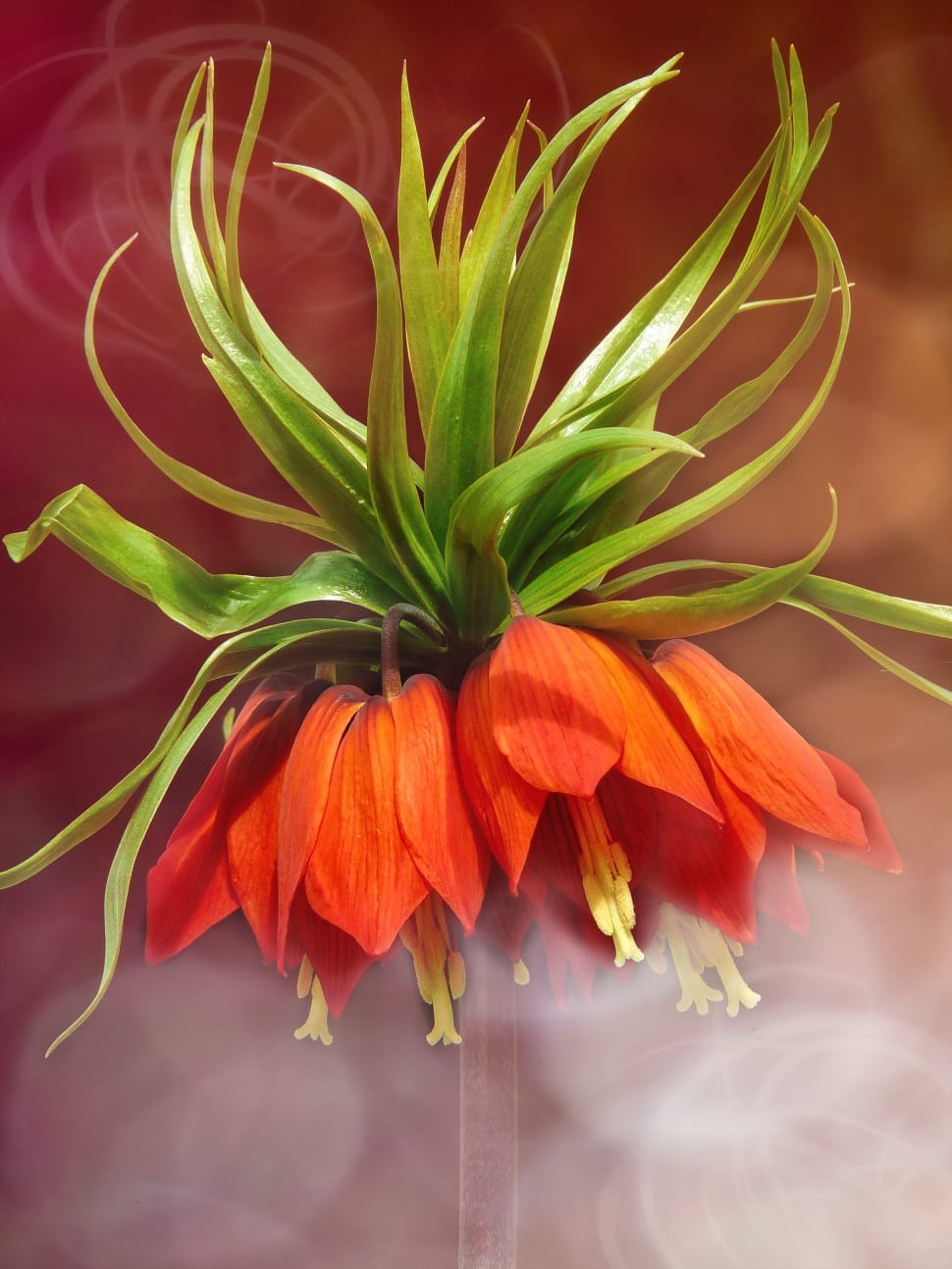 orange flower illustration preview