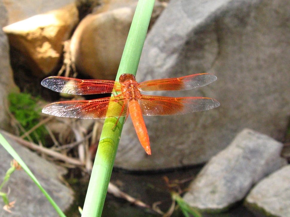 Insect, Macro, Outdoors, Flame Skimmer, close-up, no people preview
