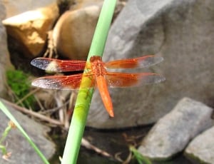 Insect, Macro, Outdoors, Flame Skimmer, close-up, no people thumbnail