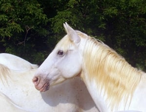 yellow mane white horse thumbnail