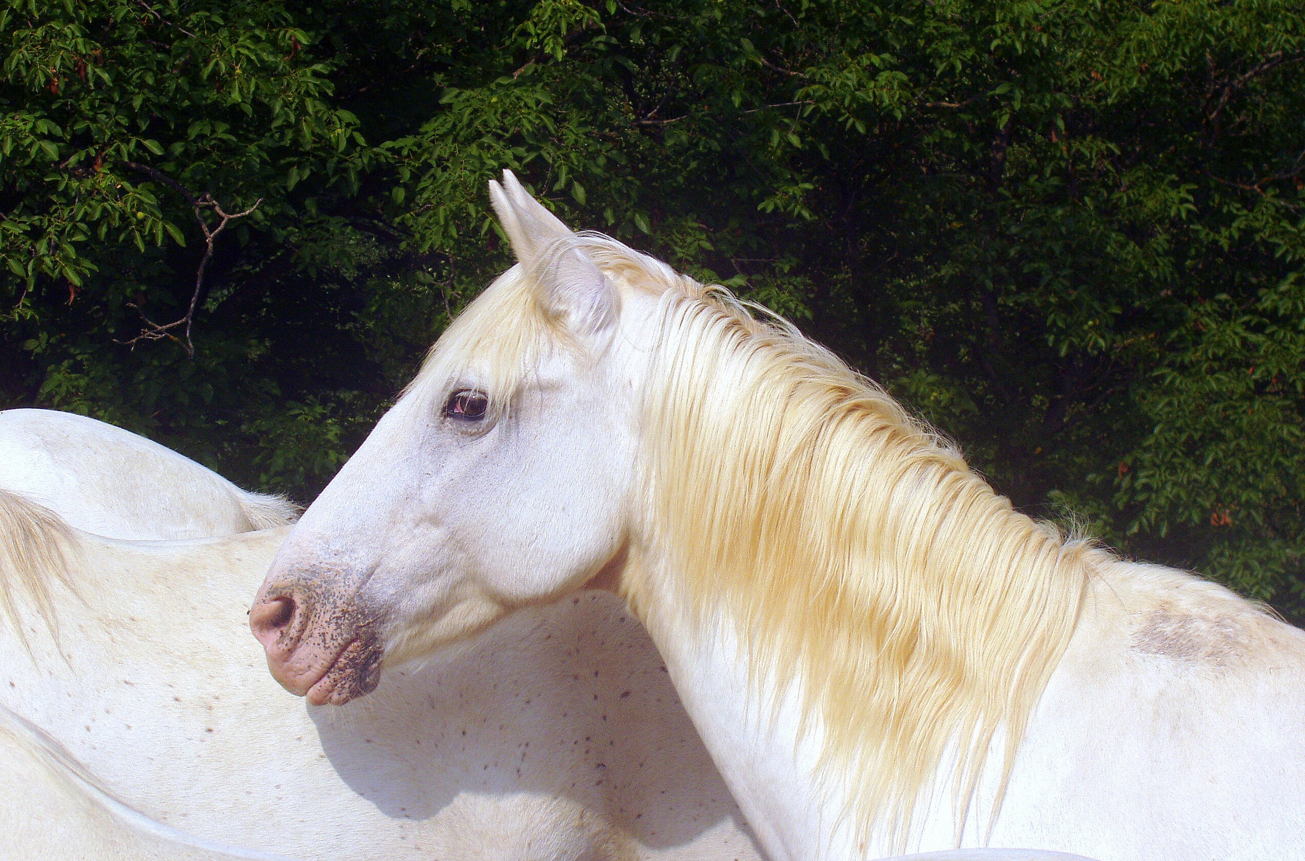 yellow mane white horse