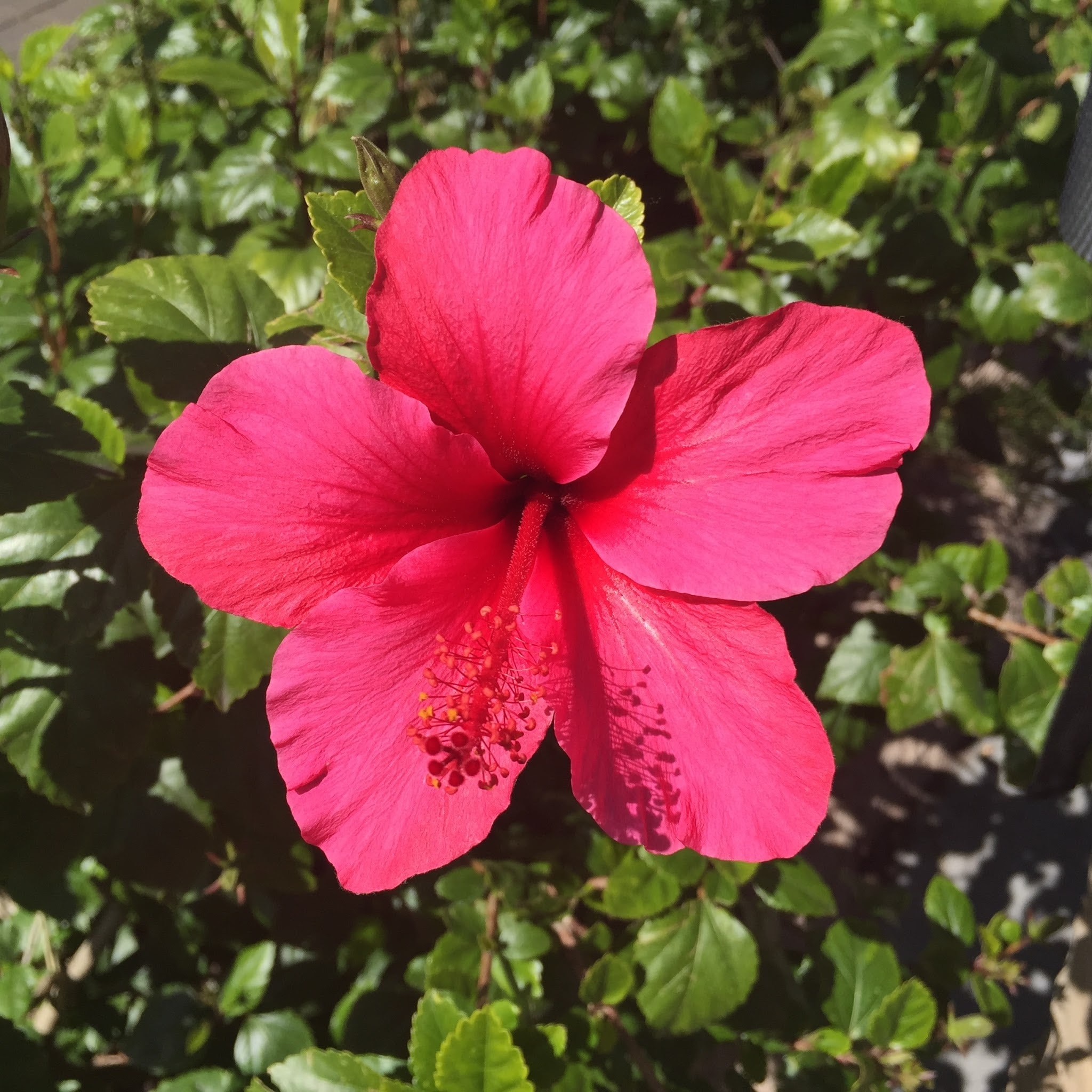 closed up photo of red petaled flower
