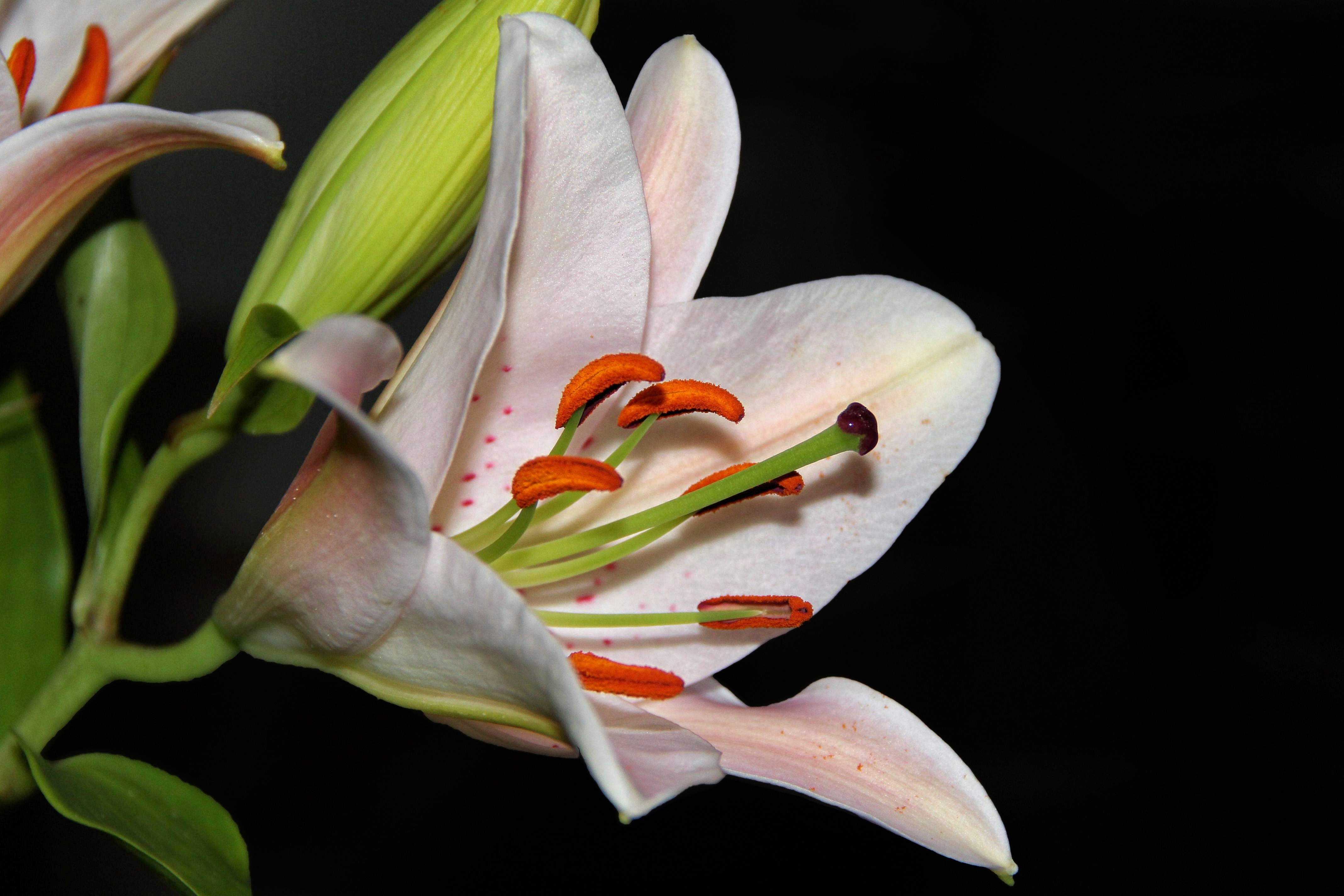 white petaled flower