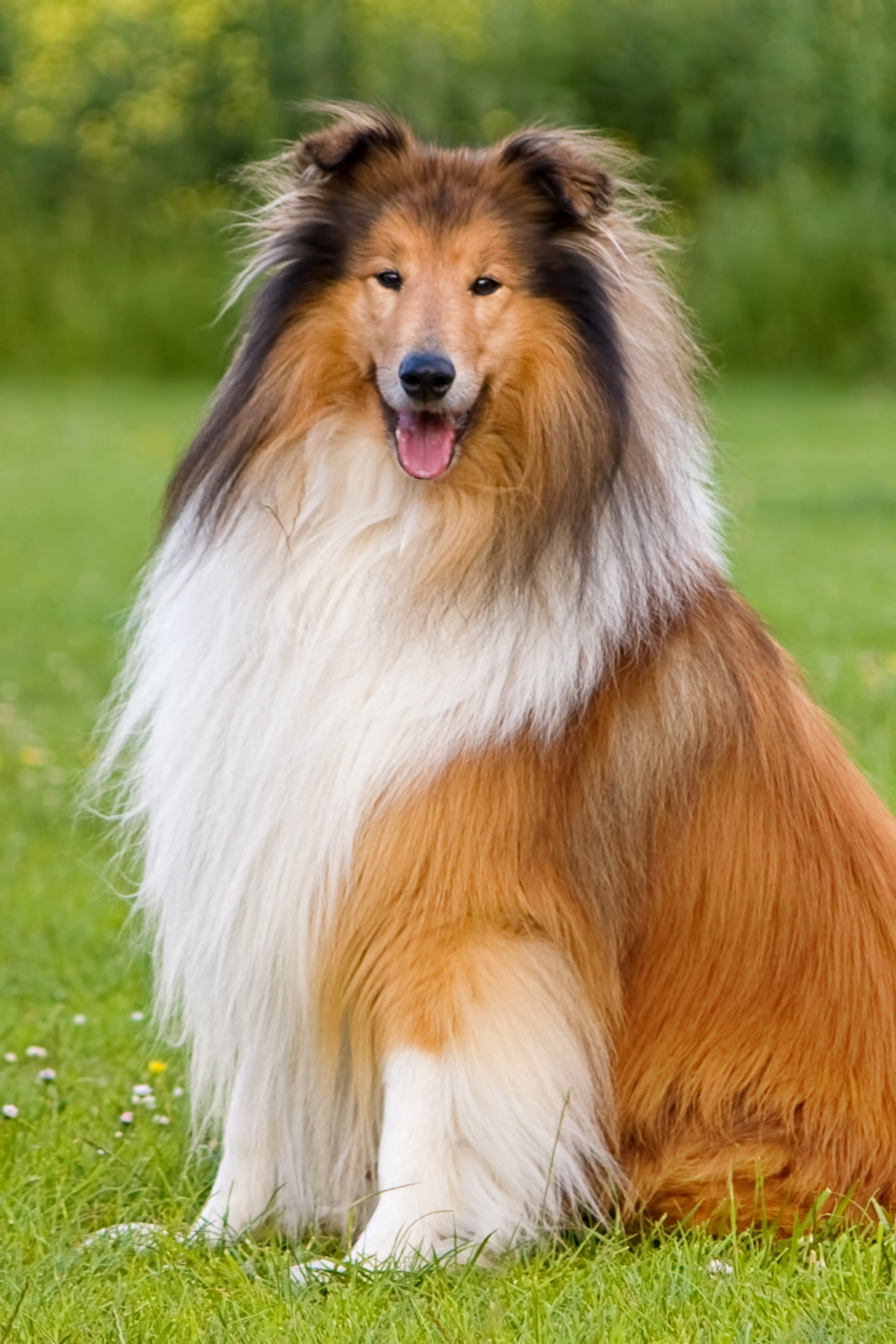 Collie, Long Haired, Pet, Animal, Dog, dog, grass