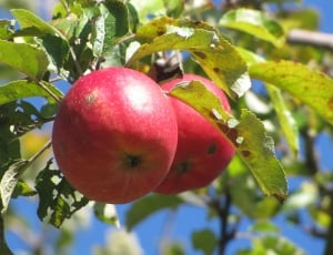 2 red apples fruit thumbnail