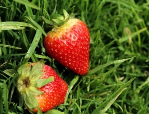 2 strawberries thumbnail