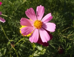 photo of pink flower during daytime thumbnail