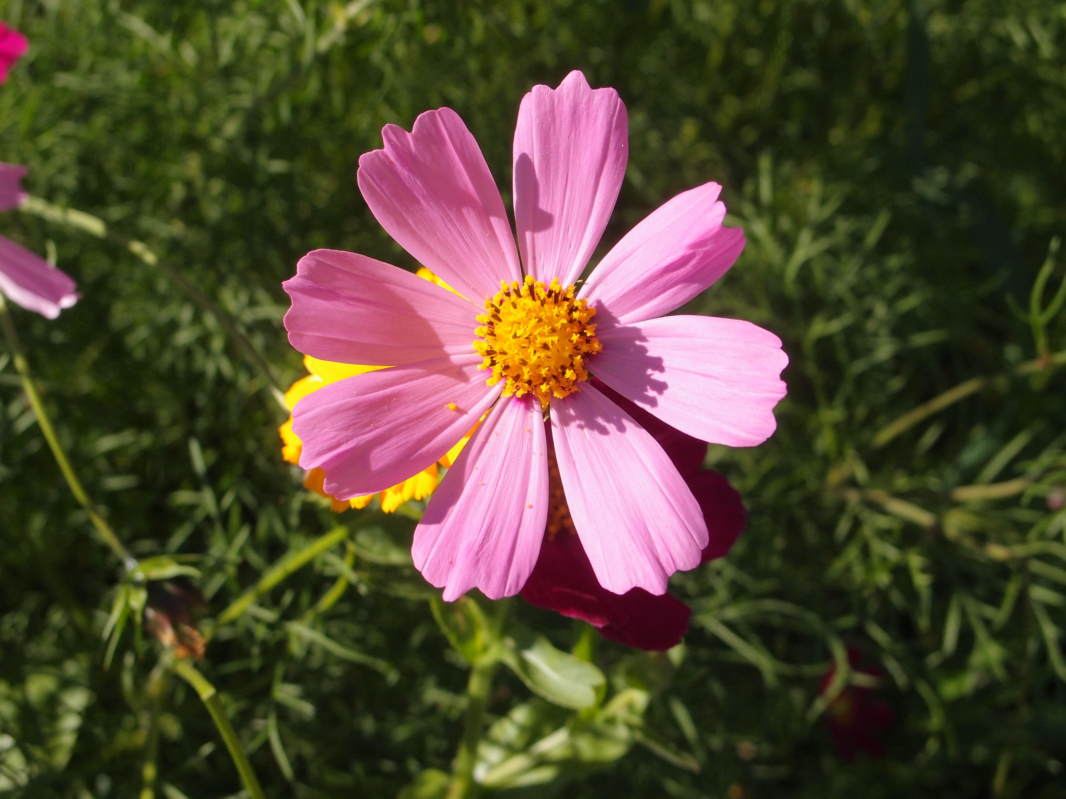 photo of pink flower during daytime