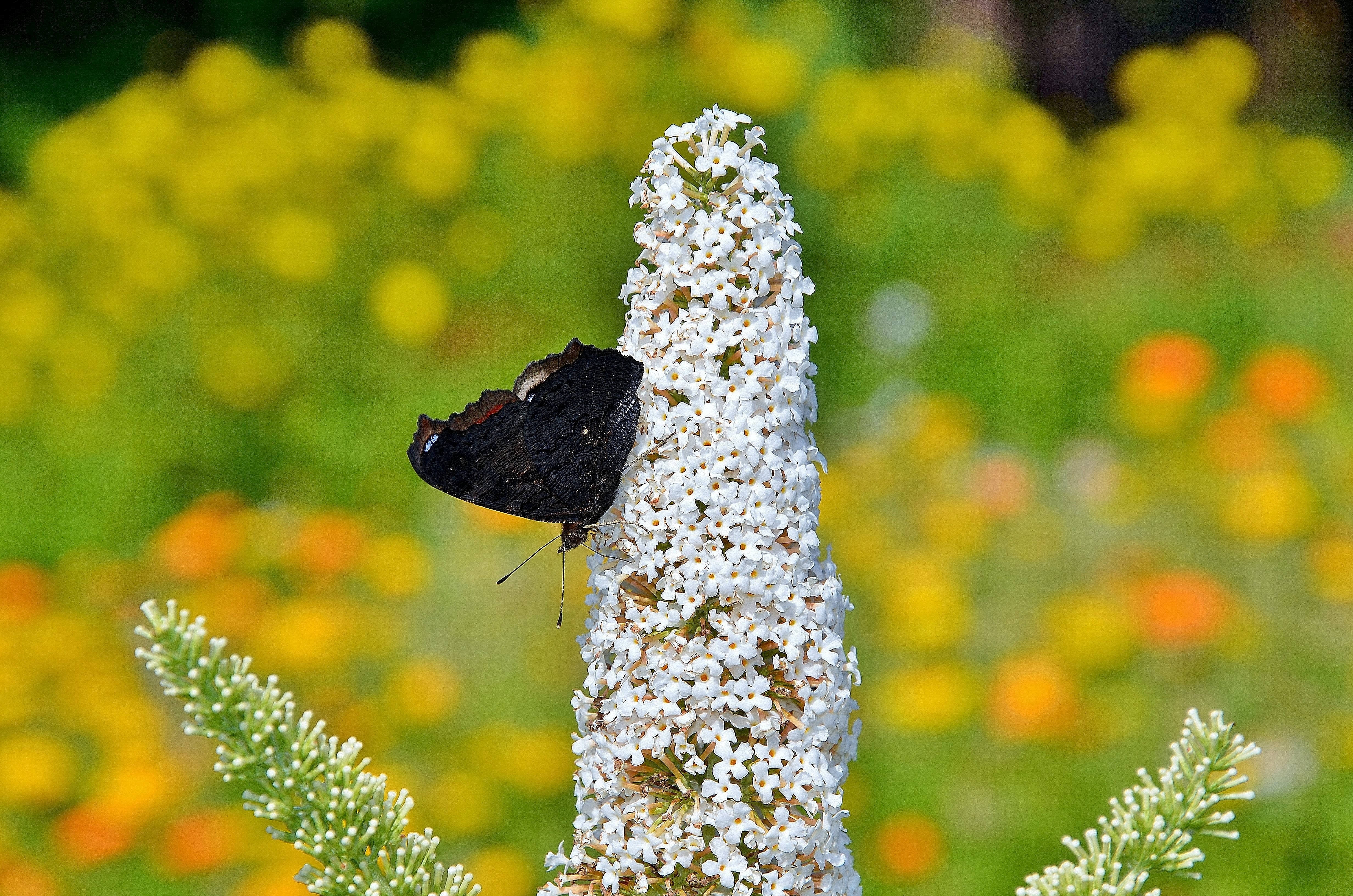 Red, Butterflies, Admiral, Butterfly, flower, close-up