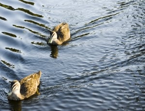 two brown ducks swimming in water thumbnail
