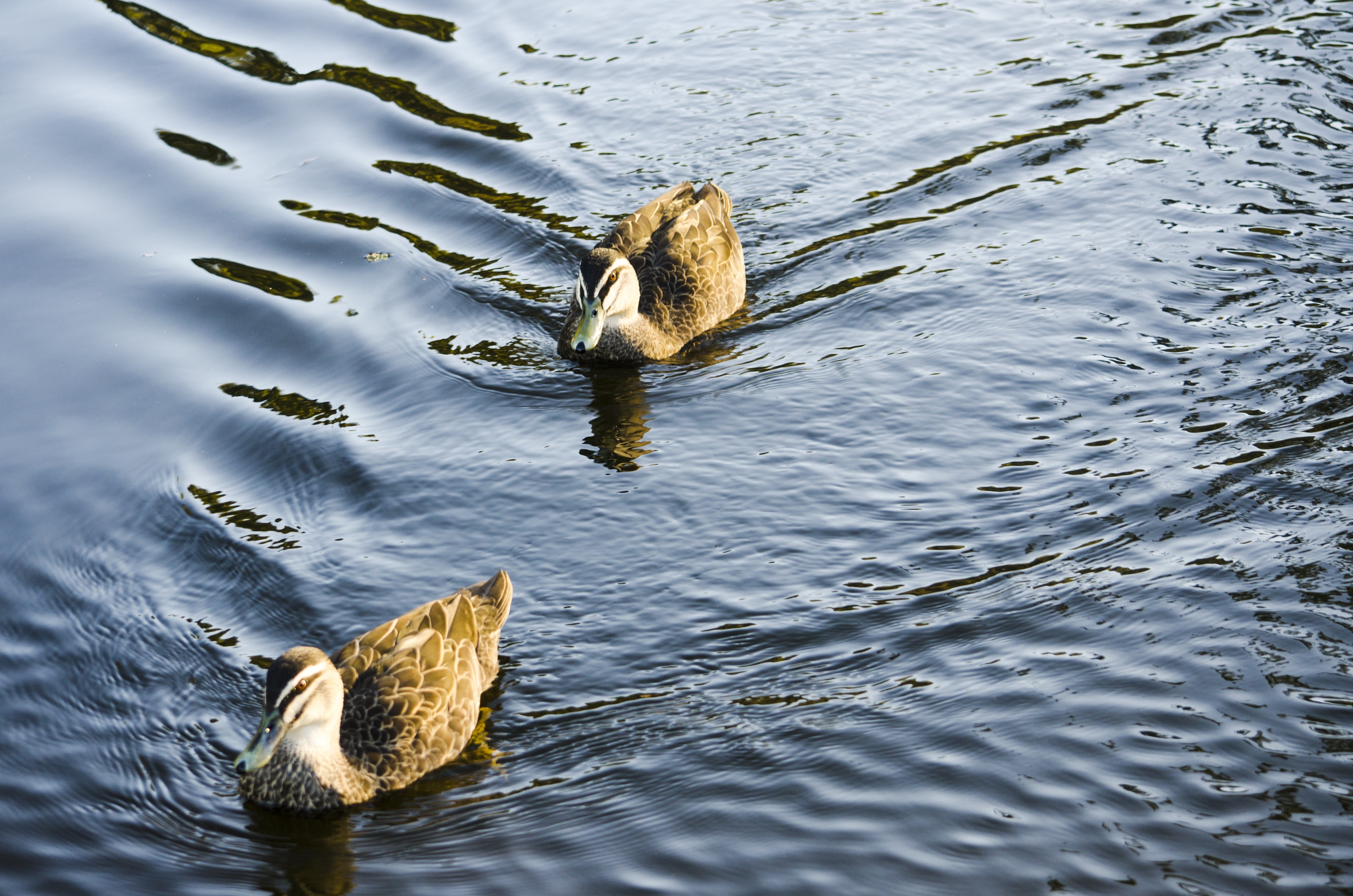 two brown ducks swimming in water