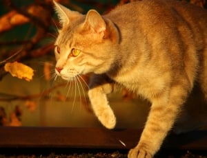 Cat, Autumn, Evening Light, Fall Foliage, domestic cat, pets thumbnail