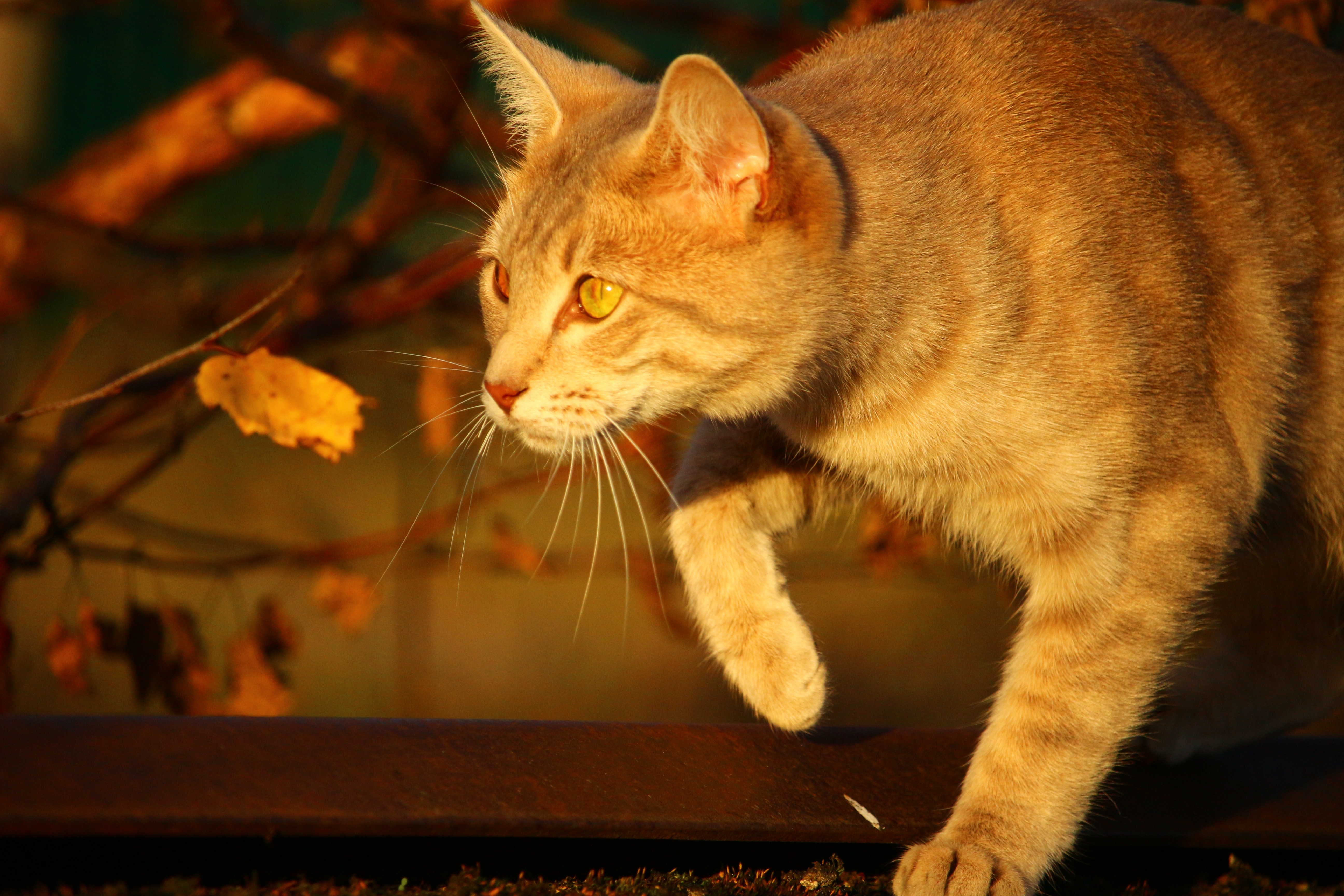 Cat, Autumn, Evening Light, Fall Foliage, domestic cat, pets