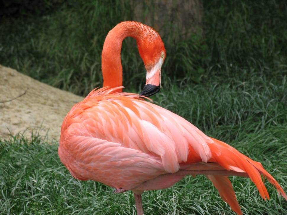flamingo bird preview