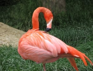 flamingo bird thumbnail